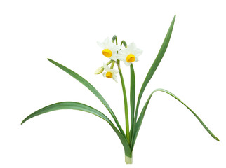 ニホンズイセン　2月撮影