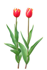 アイスチューリップ（デンマーク）1月撮影