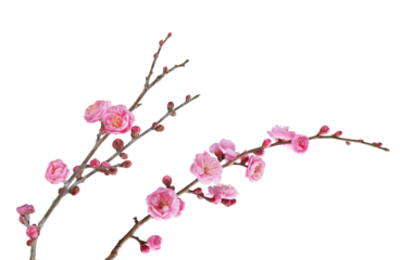 ウメ（八重寒紅）2月撮影