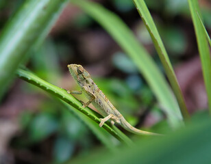 The tiger chameleon (Archaius tigris) also known as the Seychelles tiger chameleon, is the only species in the resurrected genus Archaius spoted in copolia trail, Mahe Seychelles