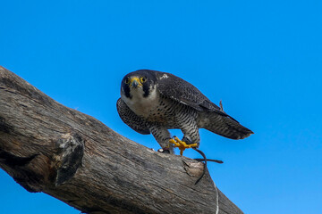 Adler Schaut in die Kamera