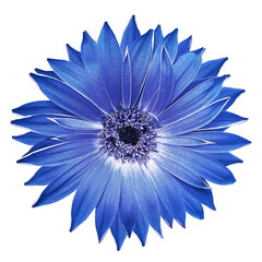 Gerbera  flower  on   isolated background with clipping path. Closeup. For design.  Transparent...
