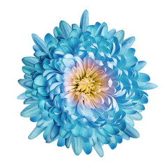 Turquoise    chrysanthemum flower  on isolated background with clipping path. Closeup..    Transparent background.   Nature.