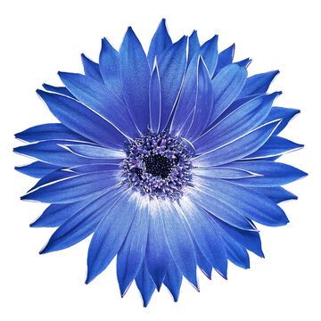 Gerbera  flower  on   isolated background with clipping path. Closeup. For design.  Transparent background.  Top view.   Nature.