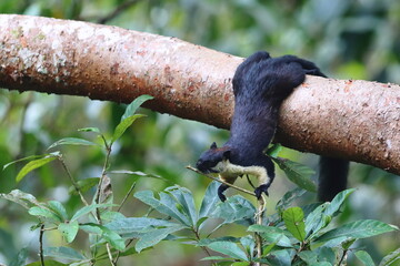 Black Giant Squirrel looking for food and resting on the tree