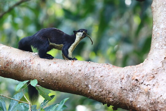 Black Giant Squirrel looking for food and resting on the tree
