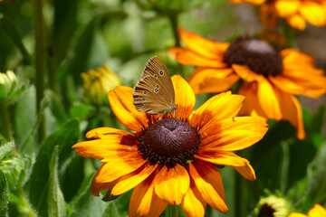 Obraz premium Brauner Waldvogel Schmetterling