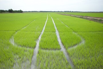 Growing season rice seedling field landscape
