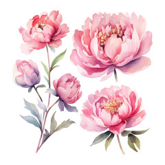 peony flower set watercolor illustration