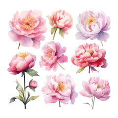 peony flower set watercolor illustration