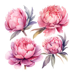 peony flower set watercolor illustration