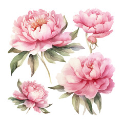 peony flower set watercolor illustration © fledermausstudio