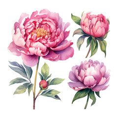 peony flower set watercolor illustration © fledermausstudio