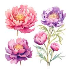 peony flower set watercolor illustration