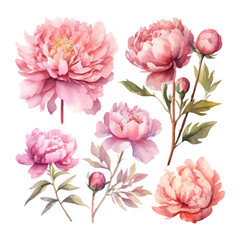 peony flower set watercolor illustration © fledermausstudio