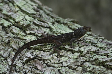Brown Anole