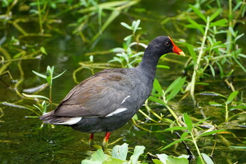 Common Gallinule