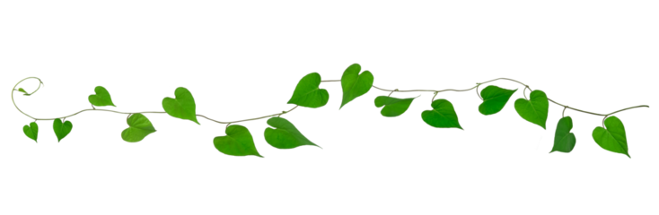 ハート型の葉をした蔦植物の背景テクスチャー