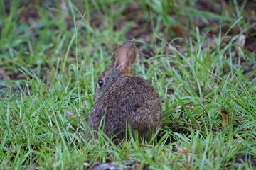 Marsh Rabbit