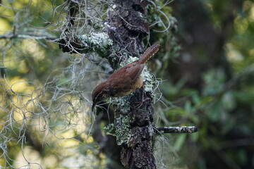 Carolina Wren