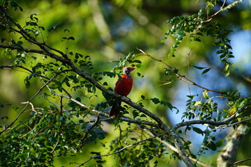Northern Cardinal