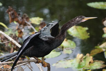 Anhinga