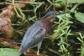 Green Heron