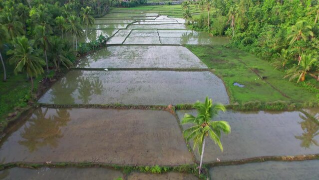 Magnifique rizi&egrave;res en eau au milieu d'une for&ecirc;t tropical de palmier pendant un couch&eacute; de soleil sur l'ile de Bohol aux Philippines en Asie.