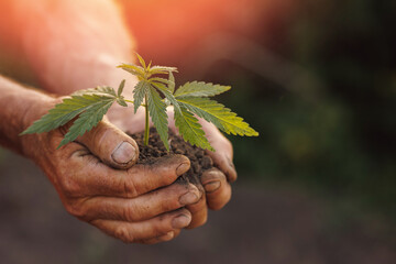 Seedlings cannabis plant in hand farmer. Concept farm marijuana plantation