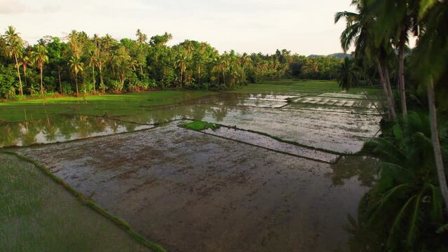 Magnifique rizi&egrave;res en eau au milieu d'une for&ecirc;t tropical de palmier pendant un couch&eacute; de soleil sur l'ile de Bohol aux Philippines en Asie.