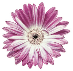 Purple  gerbera  flower  on isolated background with clipping path.   Closeup.   For design.   ...