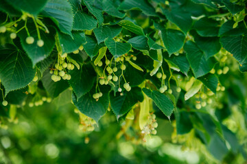 Fototapeta na wymiar Linden flowers and buds. Close-up of linden flowers on a sunny day, bright and juicy blurred linden leaves in the background. Linden flower tea. Garden or forest.