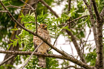 Red-shouldered Hawk sitting on a tree.