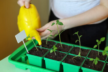 Pricking out and watering new plants. Transplanting plant seedlings in seedling tray at home....