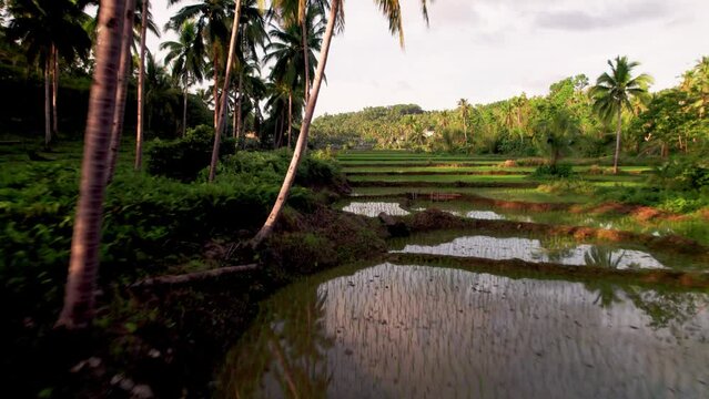 Magnifique rizi&egrave;res en eau au milieu d'une for&ecirc;t tropical de palmier pendant un couch&eacute; de soleil sur l'ile de Bohol aux Philippines en Asie.