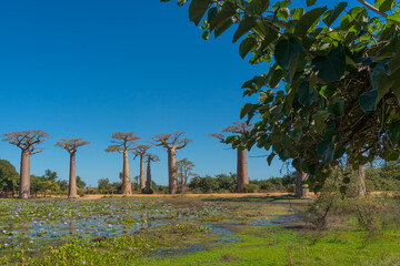 Water lily at the beautiful Alley of baobabs in background. legendary Avenue of Baobab trees in Morondava.