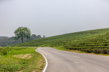 The natural background of the tea plantation and the bright sky surrounding it, the blur of sunlight hitting the leaves and the cool breeze blowing.