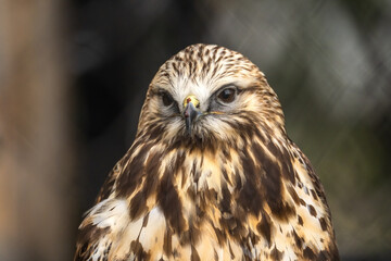 Portrait of Rough Legged Hawk, Grizzly  Wolf Discovery Centre, Yellowstone National Park.