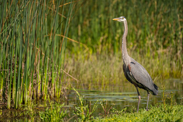 Great blue heron (Ardea cinerea) stands near the creek.