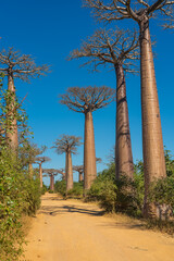 Fototapeta na wymiar Sandy orange road at the beautiful Alley of baobabs. legendary Avenue of Baobab trees in Morondava. vertical