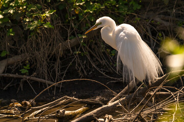 Great Egret (Ardea alba) stands in shallow water waiting for a prey. 