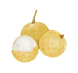 longan fruit watercolor