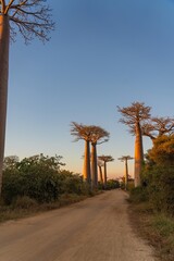 Sunset at the avenue with the Baobab trees allee near Morondava in Madagascar