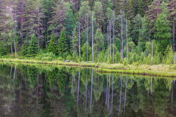 Lake by a coniferous forest with reflections in the water