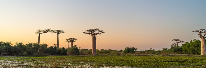 Fototapeta na wymiar Beautiful sunset at the Alley of baobabs in Morondava. Iconic giant endemic baobabs of Madagascar.