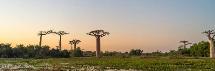 Fototapeten Beautiful sunset at the Alley of baobabs in Morondava. Iconic giant endemic baobabs of Madagascar. © ggfoto