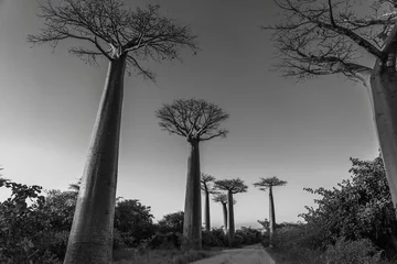 Foto auf Acrylglas Black white picture of the avenue with the Baobab trees allee near Morondava in Madagascar © ggfoto
