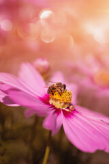 pszczoła na kwiatku kosmosa, onętka, bee on cosmos flower