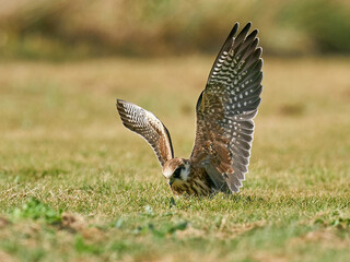 Red-footed falcon (Falco vespertinus)