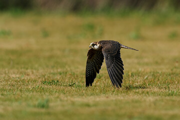 Red-footed falcon (Falco vespertinus)